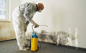 Mold Removal